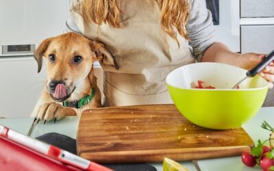 Co gotować szczeniakowi do jedzenia aby czuł się dobrze?