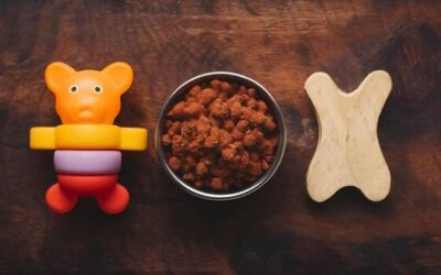 Przysmaki dla szczeniaka od kiedy można je wprowadzić?