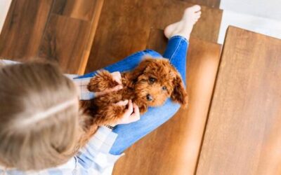 Co je pies domowy na co zwracać uwagę podczas wyboru karmy?