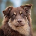Co można ugotować dla psa aby był zdrowy i szczęśliwy?